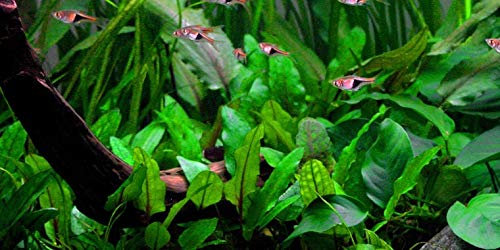 Mühlan 1 Pot de Cryptocoryne wendtii Verte, Plantes d'aquarium