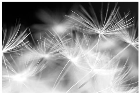 Bilderwelten Fototapete Pusteblume 225cm x 336cm Blumen Modern Natur Blumentapete Vliestapete Tapete Wanddeko Ideen Wohnzimmer Schlafzimmer Küche
