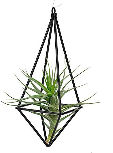 Soporte para plantas de aire de 7.5 pulgadas de altura, soporte para plantas, estante Tillandsia, tecnología de óxido de aluminio galvanizado, jardín para balcón(black