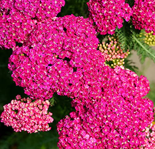 Schafgarbe Cerise Queen - Achillea millefolium - 500 Samen