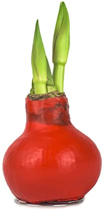 Interflowers GmbH 1x Echte Amaryllis gewachst/wax HELL ROT Hippeastrum Blumenzwiebeln lange haltbar, pflegeleichte Zimmerpflanze mit großer Blüte, tolle Tischdeko Weihnachten - Geschenkidee!