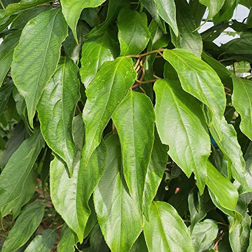 Actinidia Ostrea Männchen 1L - Pflanze für Anfänger und professionelle Gärtner - Ideal für Kleingarten, Garten - Schöne Pflanze mit ungewöhnlichen Blüten - Genießen Sie jeden Tag ihre Farben