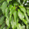 Actinidia Ostrea Männchen 1L - Pflanze für Anfänger und professionelle Gärtner - Ideal für Kleingarten, Garten - Schöne Pflanze mit ungewöhnlichen Blüten - Genießen Sie jeden Tag ihre Farben