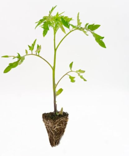 Pack de 15 TOMATES, 5 CHEROKEE, 5 VALENCIANO Y 5 ROSA Kit de Huerto, Plantines para Ensaladas Plantones de Tomate Naturales de Semillero - Plantas de Exterior para Huerto Urbano