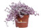 Pianta di Callisia Repens Rosato pianta ornamentale colorata da interno pianta tropicale vera da arredo venduta da eGarden.store