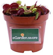 Pianta Carnivora Pianta Carnivora Mangia Insetti pianta da interno pianta ornamentale Carnivora Pianta Carnivora vera venduta da eGarden.store (Dionaea Muscipula)