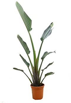 Garden Center Shop | Strelitzia Augusta M24 100-110 cm | Ave del Paraíso | Planta Natural Tropical | Planta de Interior y Exterior | Planta Alta Decorativa Fácil Cuidado