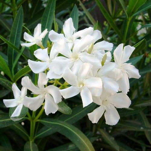 100pcs semillas de flores de adelfa blanca.