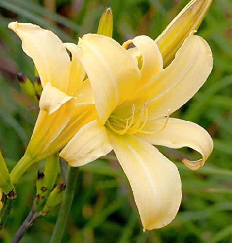 Taglilie Vespers - Hemerocallis - lebende Gartenpflanze aus den Baumschulen