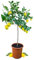 Meine Orangerie Meyer-Zitrone Grande - echte Zitruspflanze - veredelter Zitronenbaum - Höhe ca. 100 bis 120 cm - Citrus limon 'meyeri' - Meyer Lemon - fruchtreife Zitronen Pflanze in Gärtnerqualität