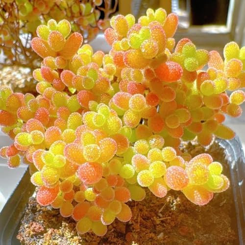 piante succulente - semi semi di piante resistenti grasse vere - Serie rare - tappezzanti resistenti da balcone vasi per perenni e perenni giardino interno da giardino all'inverno per 200pcs