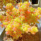 piante succulente - semi semi di piante resistenti grasse vere - Serie rare - tappezzanti resistenti da balcone vasi per perenni e perenni giardino interno da giardino all'inverno per 200pcs