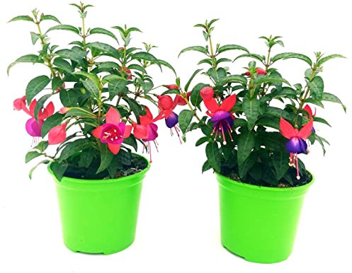 POWERS TO FLOWERS - FUCSIA 2 PIANTE, VASO 14CM DIAMETRO, piante vere