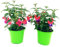 POWERS TO FLOWERS - FUCSIA 2 PIANTE, VASO 14CM DIAMETRO, piante vere