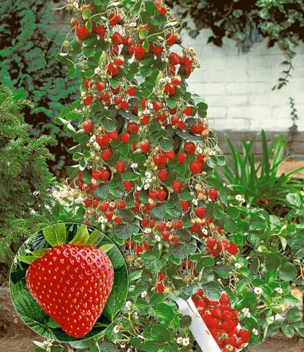 BALDUR Garten Kletter-Erdbeere Hummi®,6 Pflanzen, wuchsfreudig, große, leuchtend rote Erdbeerfrüchte, monatelanges Ernten, vom Sommer bis zum Frost, pflegeleicht & mehrjährig