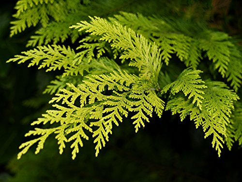 Scheinzypresse Chamaecyparis lawsoniana 150 Samen