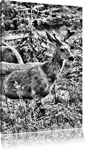 Pixxprint Monocrome, junges Reh Paar, Größe: 60x40cm, Leinwandbild, fertig gespannt, Wandbild, Dekoration, Kunstdruck, kein Poster