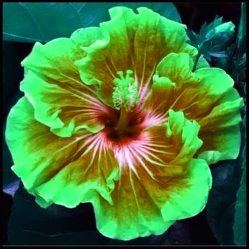 Hibiscus Pflanzen zwiebeln,Winterharte Pflanzen,Mysteriöse Magische Glühbirne,Hibiscus Pflanzen,Hibiskus Pflanzen,Hibiskus zwiebeln,Hibiscus Blumenzwiebeln mehrjährig winterhart.-2zwiebeln-I
