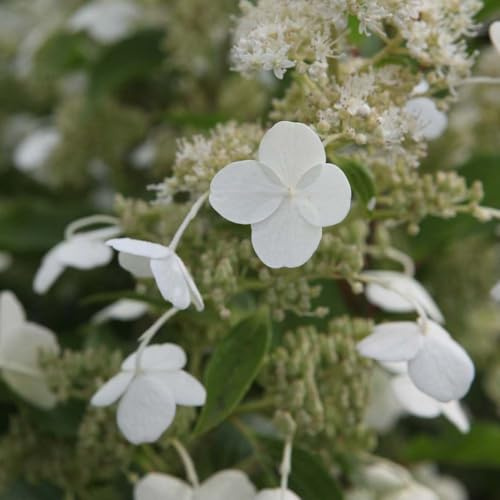 Hydrangea paniculata Kyushu Large conical White Flower panicles Hardy Upright Shrub Late Summer Autumn Bloom Easy to Grow Garden Impact Perfect for Borders 1x or 3X 9cm pots by Thompson and Morgan
