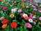 ZINNIA A FIOR DI DALIA MISCUGLIO NR.100