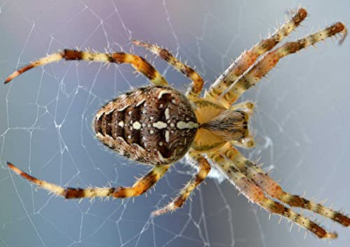 HANSEPUZZLE 24429 - Spinne Puzzle 130 Teile | Tierwelt Puzzle mit hochwertiger Puzzle Aufbewahrung: Kartonbox und wiederverschließbarem Beutel | Puzzle-Maße: 28,7 x 20 cm