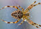 HANSEPUZZLE 24429 - Spinne Puzzle 130 Teile | Tierwelt Puzzle mit hochwertiger Puzzle Aufbewahrung: Kartonbox und wiederverschließbarem Beutel | Puzzle-Maße: 28,7 x 20 cm