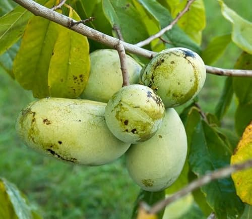 Veredelte Indianerbanane (Paw Paw) `Prima 1216´, selbstfruchtbar, Asimina triloba 80-100cm, im Topf