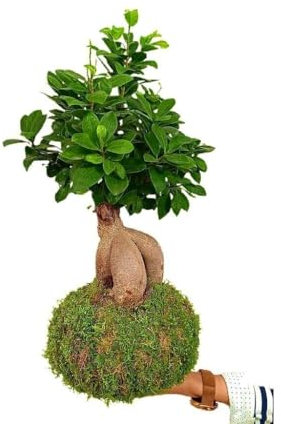 KOKEDAMA FICUS GINSENG | ALTURA APROXIMADA 50CM | PLANTA NATURAL | BOLA DE MUSGO | PARA DECORACION DE INTERIOR