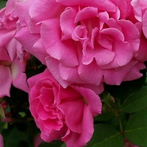 Rose 'Zephrine Drouhin' - Klimroos - Kletterrose, C