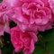 Rose 'Zephrine Drouhin' - Klimroos - Kletterrose, C