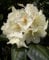 Yakushima Alpenrose Rhododendron yakushimanum Flava 30-40 cm breit im 4 Liter Pflanzcontainer