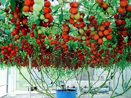 10 piezas de la herencia Semillas enormes semillas de hortalizas Tomate de árbol fruta dulce