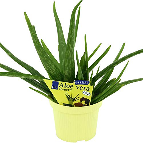 Aloe Vera barbadensis Sweet,essbare Aloe;12er Topf
