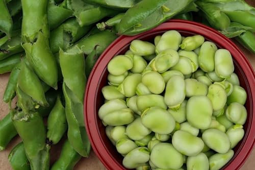 Lotto di 25 semi di fagioli Agualduce con baccello molto lungo - varietà produttiva, grande baccello - grande qualità gustativa e nutrizionale - garanzia di germinazione - semi riproducibili