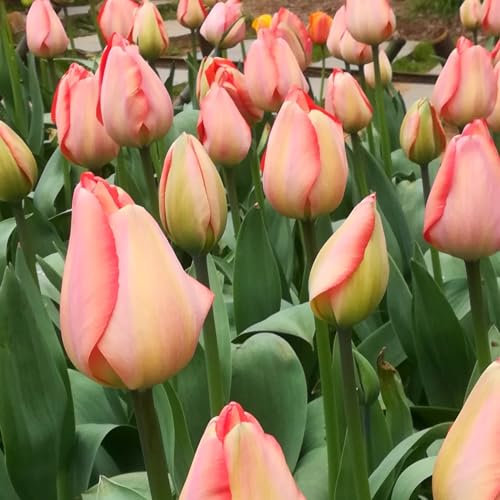 Tulpenzwiebeln 、Tulpenzwiebeln weiss 、 Tulpenzwiebeln rot 、 Tulpenzwiebeln mehrjährig 、Tulpen zwiebeln mehrjährig