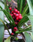 Palm, Palm Lily Baum, leuchtend rote Beeren, 20 Samen! Groco