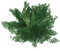 10er Set Pflanze 'Rose von Jericho'