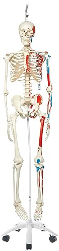 3B Scientific Menschliche Anatomie Skelett Max - mit Muskeldarstellung - Lebensgroß, mit Anatomiesoftware - A11 als Lernmodell oder Lehrmittel - 3B Smart Anatomy, Hängestativ, A11/1