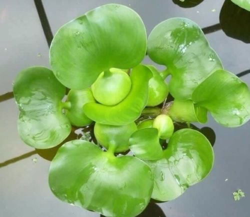 Agua hyancinth – flotante Planta estanque por Acuario Plantas Inc