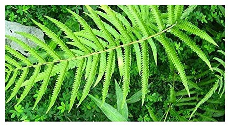 Cyclosorus aridus - Farn - 50 Samen