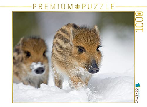 CALVENDO Puzzle Frischlinge im Schnee | 1000 Teile Lege-Größe 64 x 48 cm Foto-Puzzle für glückliche Stunden