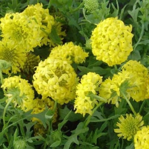Coperta Gaillardia- fiore-Sundance- Yellow- 50 semi