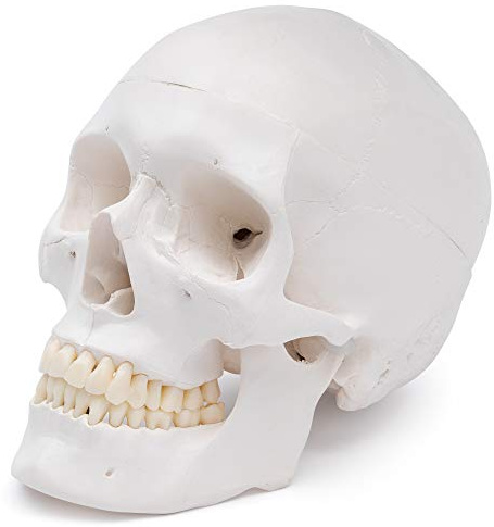 Cranstein A-240 anatomischer Schädel | Medizin Studium und Ausbildung | Totenkopf | Schädel Anatomie Modell | Schädel Modell