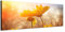 Augenblicke Wandbilder Keilrahmenbild Wandbild 150x50cm Blumen Blüten Sonnenlicht Frühling