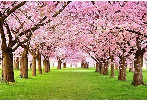 Fototapete 3D-Effekt Panorama Wandbild Kirschblüte Wohnzimmer Kinder Schlafzimmer Home Decoration Wandposter-Selbstklebender Vliesstoff_250x180cm-5 Teil