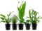 AquaOne Ehinodorus Hygrophila Cryptocoryne Eleocharis Anubias Lot de 5 plantes d'aquarium pour débutants