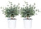2x Eucalyptus gunnii - Eukalyptus Pflanze- Winterhart - Immergrün – ⌀14 cm - 25-35 cm
