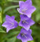 Pfirsichblütige Glockenblume Coerulea - Campanula perscifolia