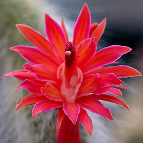 Haloppe 10 Unids Hildewintera Colademononis Flores Semillas de Plantas para la Plantación de Jardín en el Hogar, Flores Rojas Semillas de Cactus de Cola de Mono para Exteriores Semilla