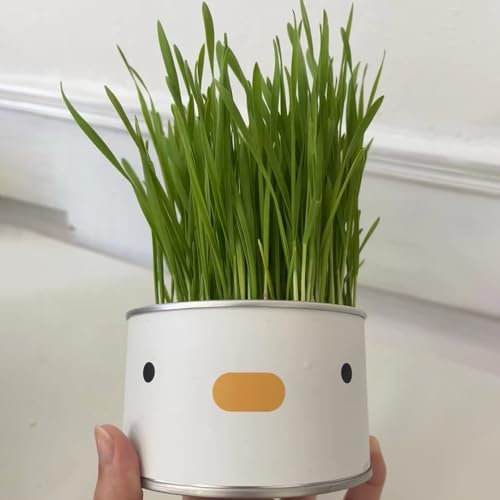 300 pcs katzengras samen bio, hochbeet kräuter, balkonpflanzen winterhart, katzengras samen für katzen, samen zimmerpflanzen, alte sorten saatgut winterharte pflanzen für garten,
